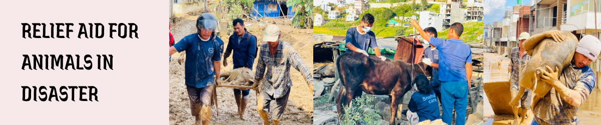 Animals in Disaster