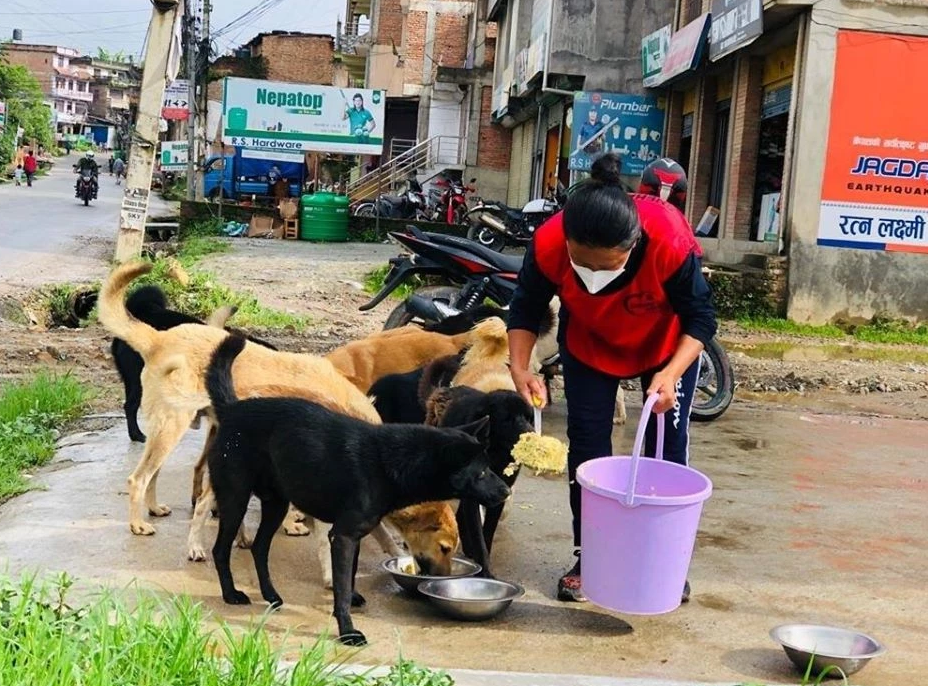 Feeding Dog