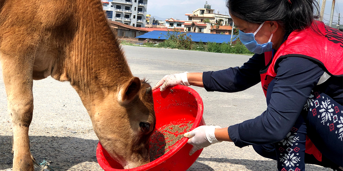 Disaster Feeding