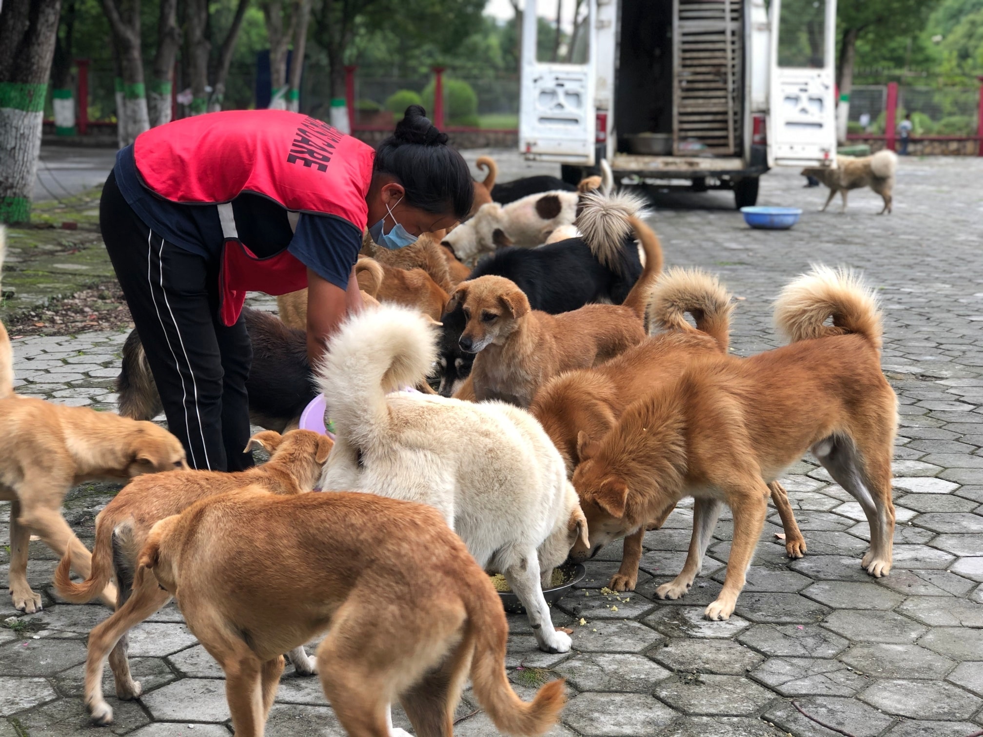 Days: Today feeding dogs