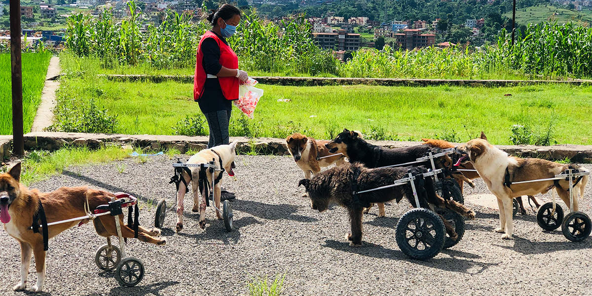 Sneha’s Care Dog Shelter