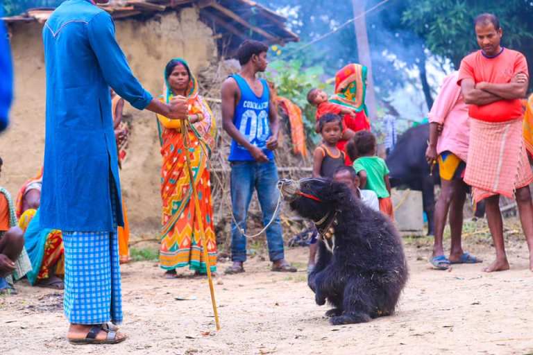 News Sneha’s Care Rescues The Last Dancing Bear of Nepal