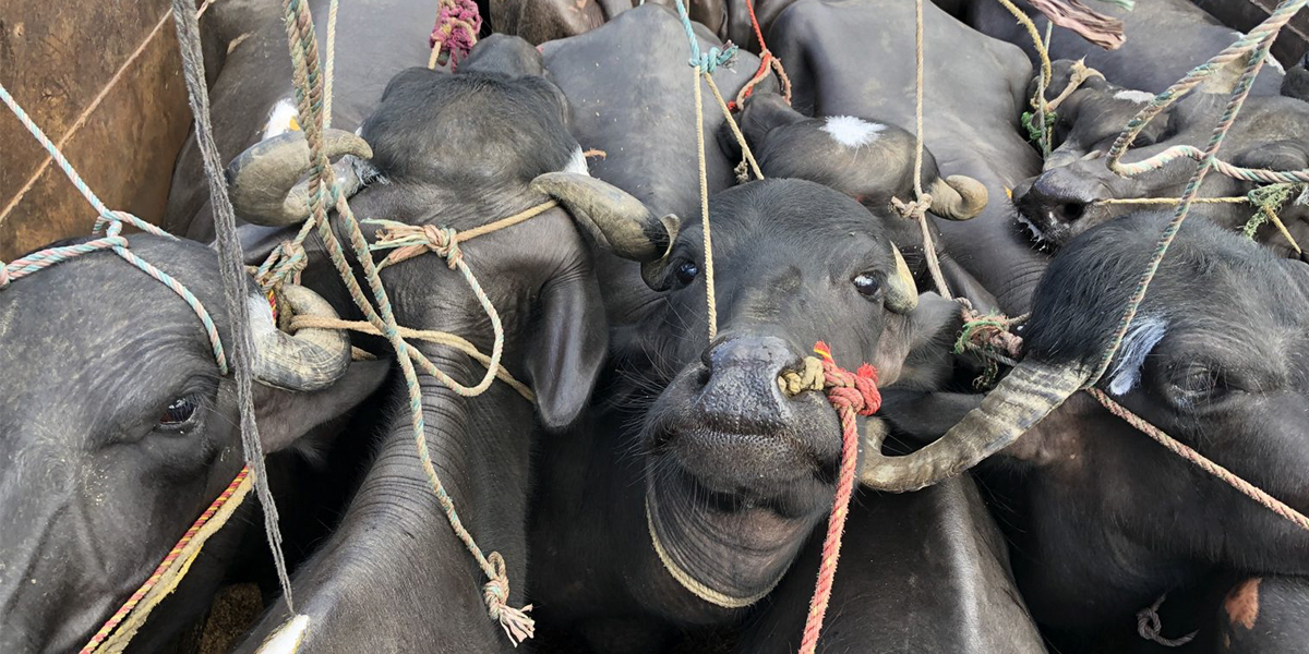 Ban Live Animal Transportation