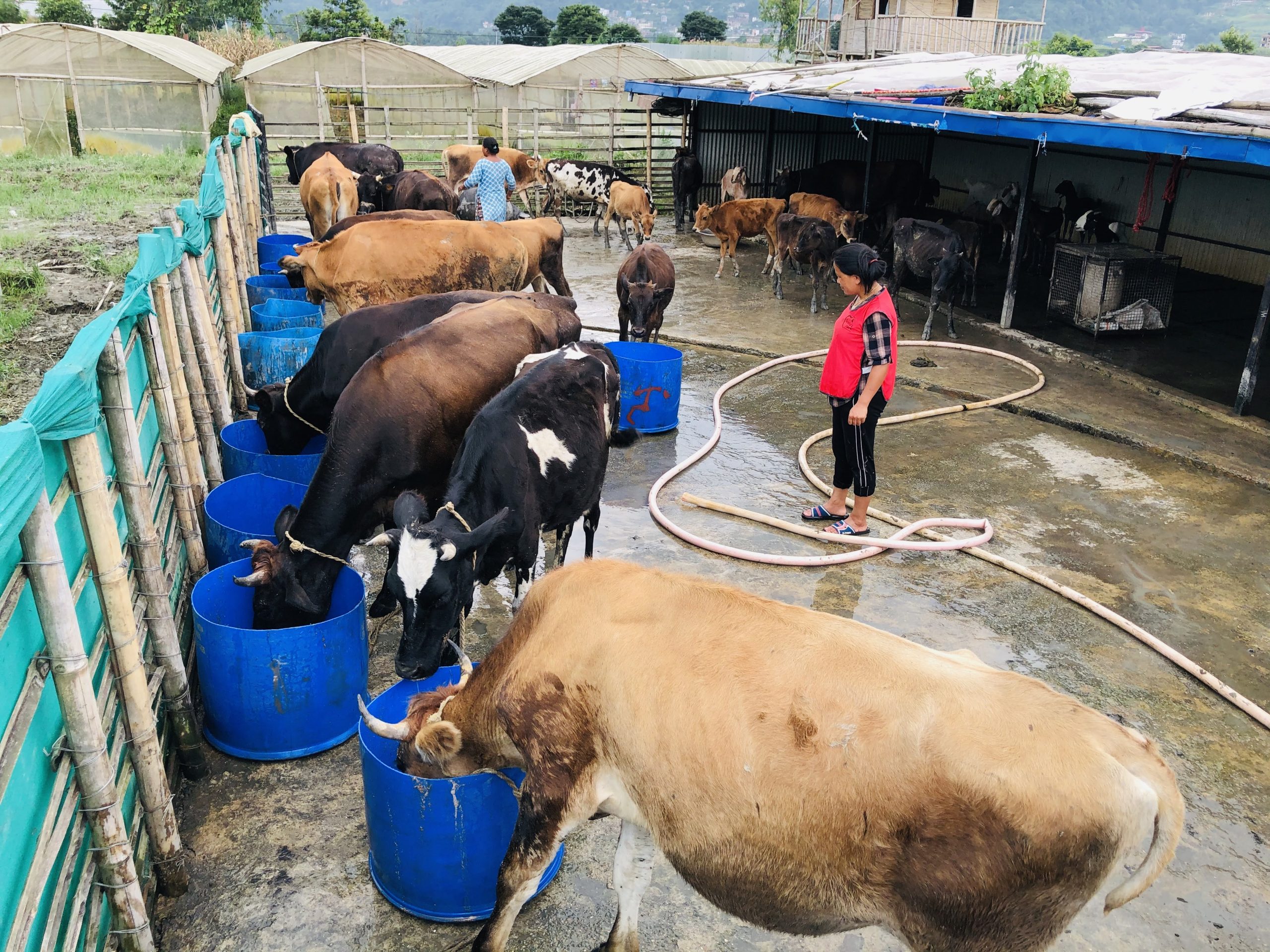 Farm Animal Welfare – Sneha Care