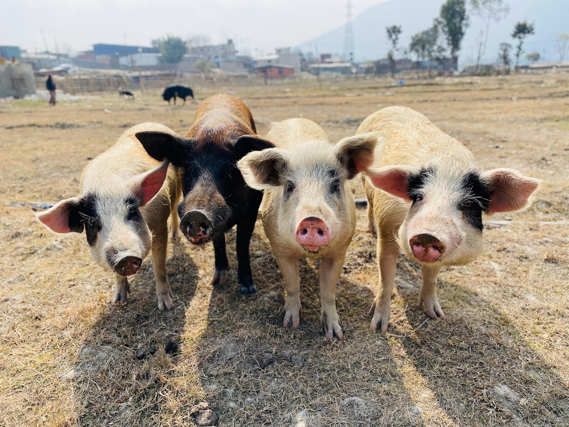 Pigs