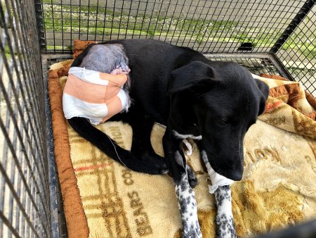 Street Dog Rescue, Care & Rehabilitation – Sneha Care Street Dog Rescue, Care & Rehabilitation – Sneha Care