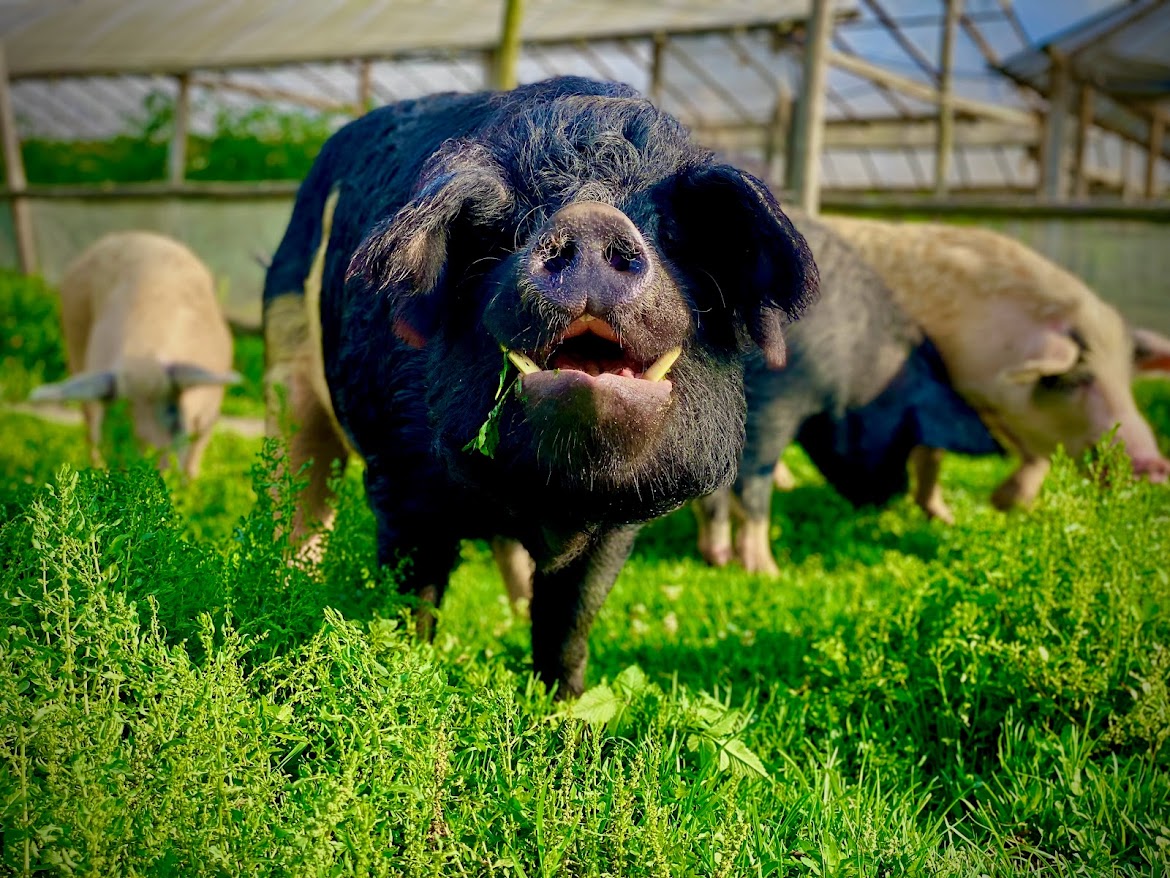 Mr. Piggles