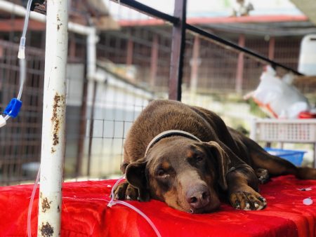 Street Dog Rescue, Care & Rehabilitation – Sneha Care