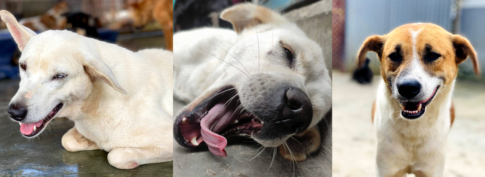 Adopt