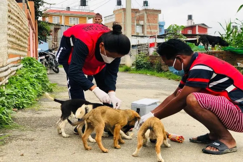 Sneha’s Care providing medical care to street dogs amidst Kathmandu lockdown