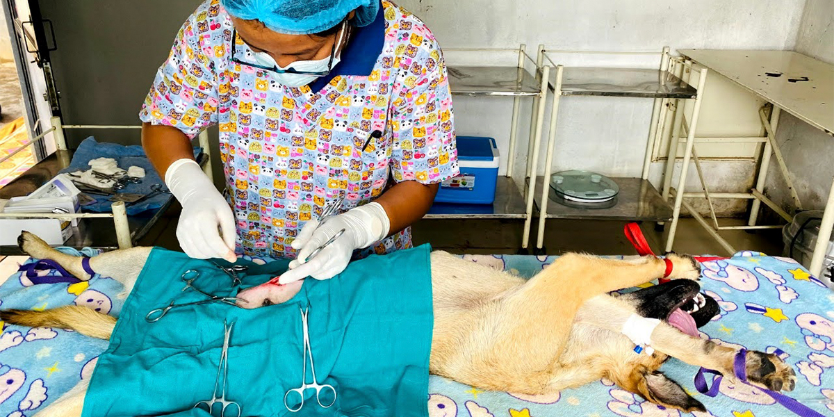 Spay, Neuter, and Vaccination