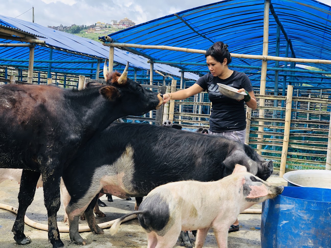 farm-animal-sanctuary