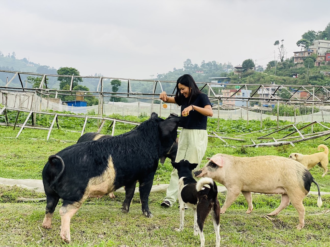 Farm Animal Welfare – Sneha Care Farm Animal Welfare – Sneha Care