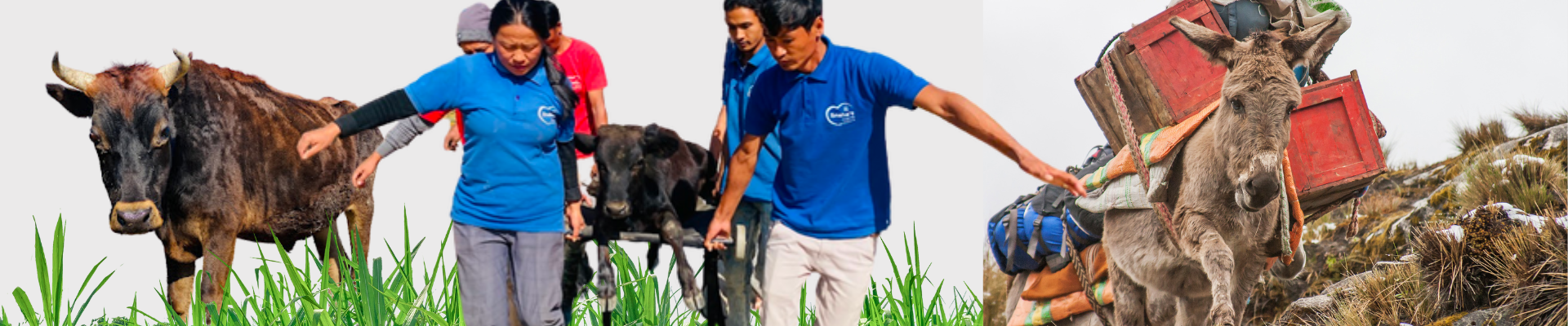 Animal Welfare Program