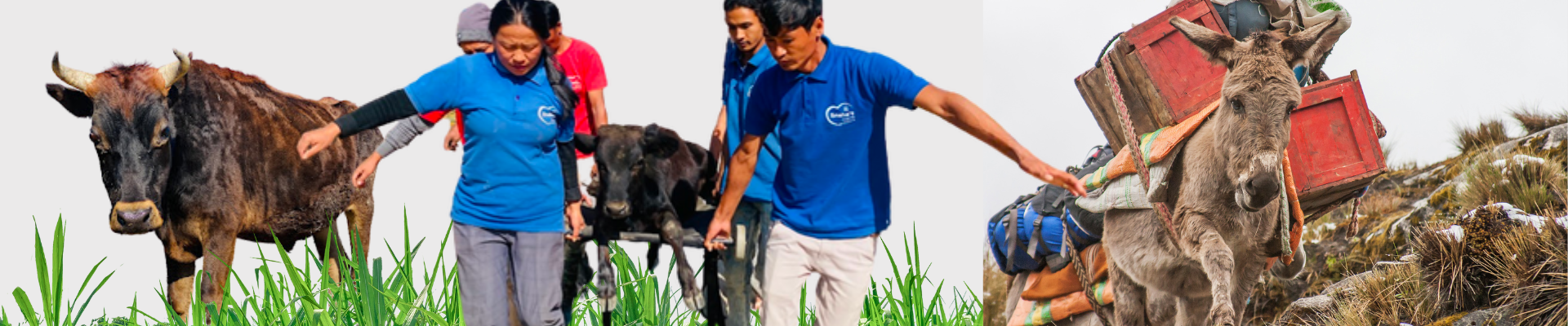 Community Animal Welfare Program