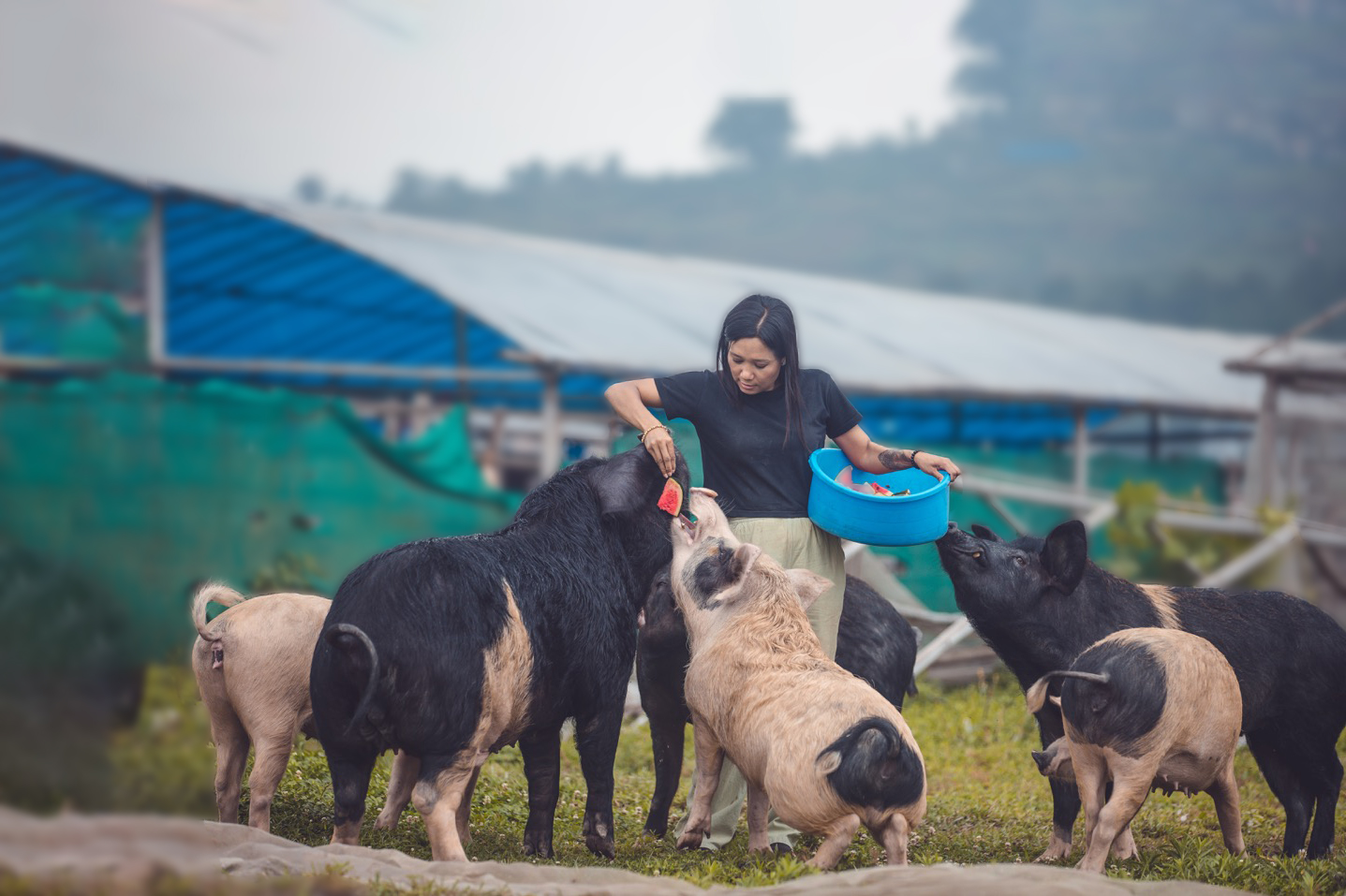 Sneha’s Care is one of the largest animal welfare organization in Nepal.