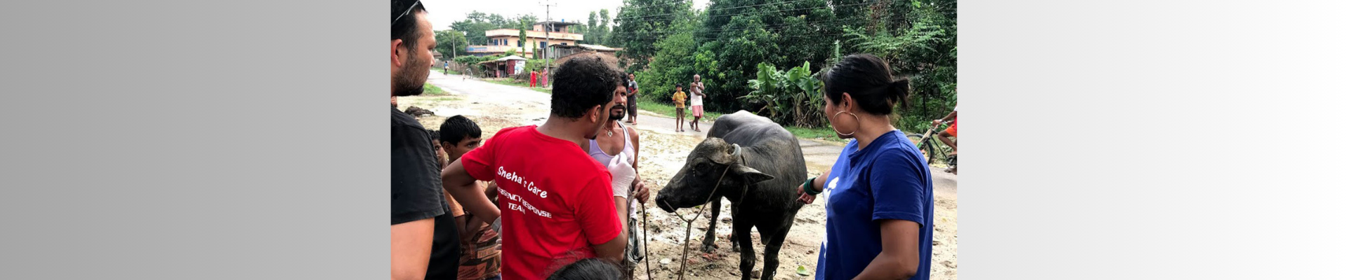 Animals in Disasters