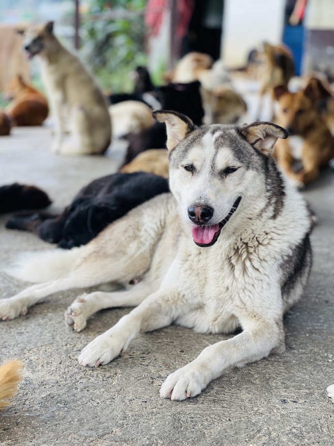 Husky