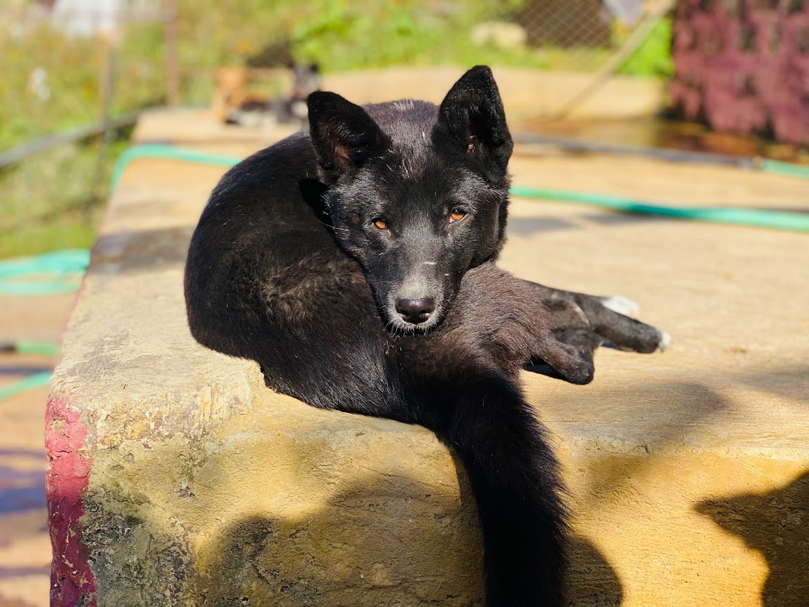 Kali