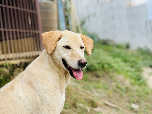 Labby