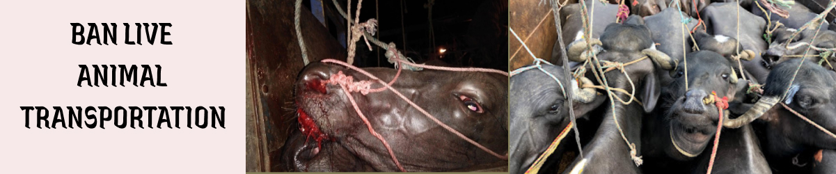 Ban live animal transportation