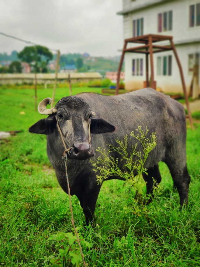 Buffaloes