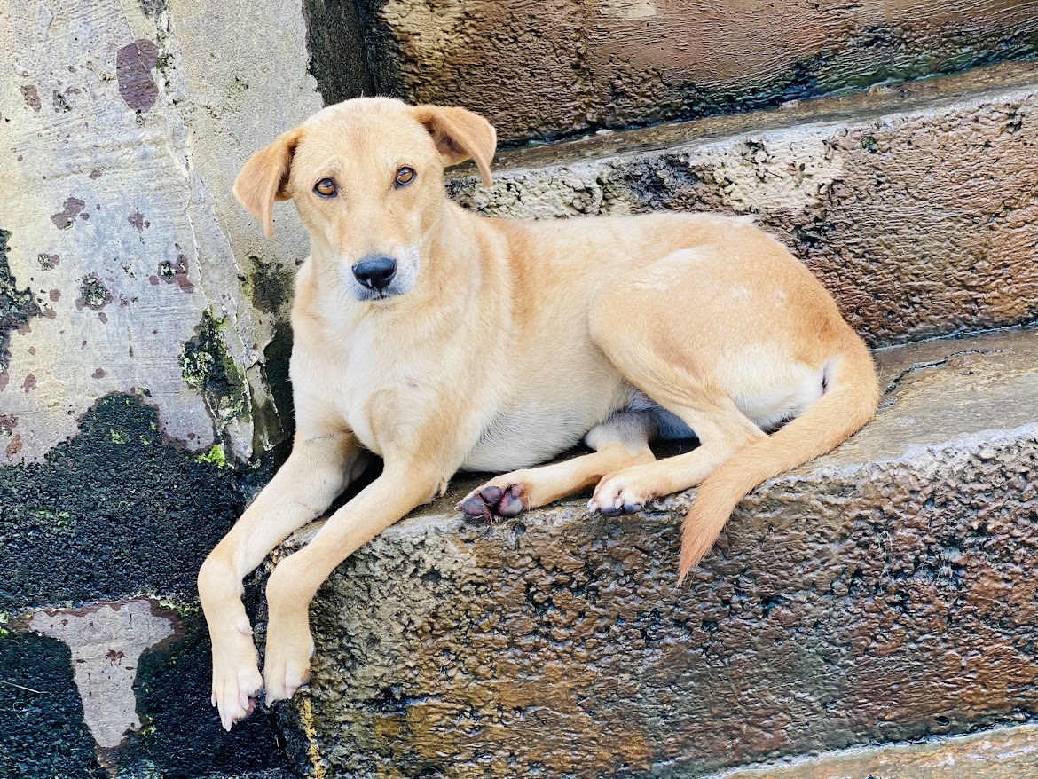 Mearu