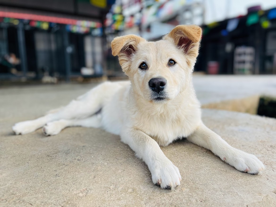 Simba