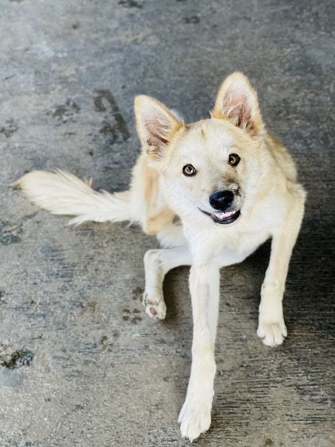 Bhanu