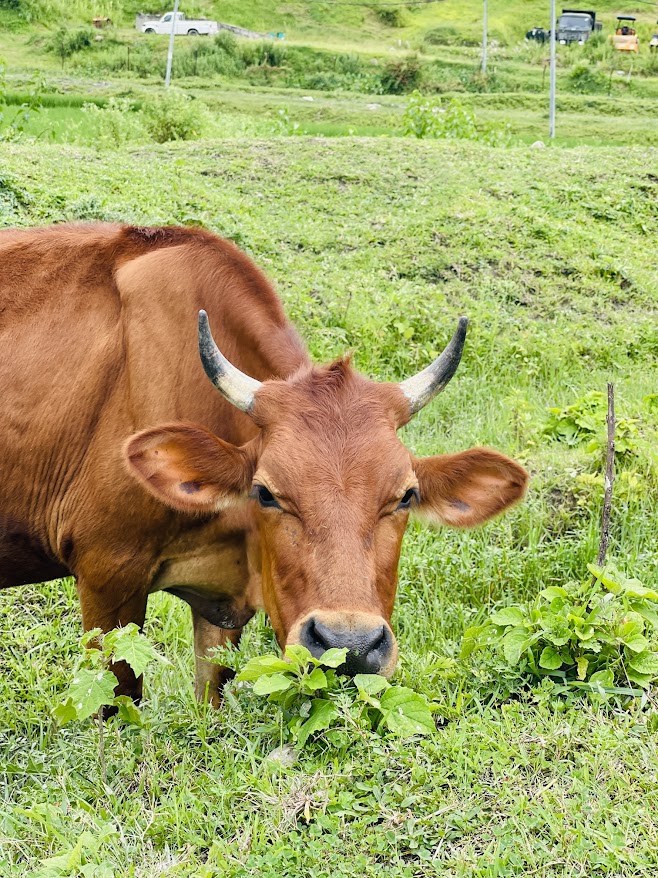 Cows