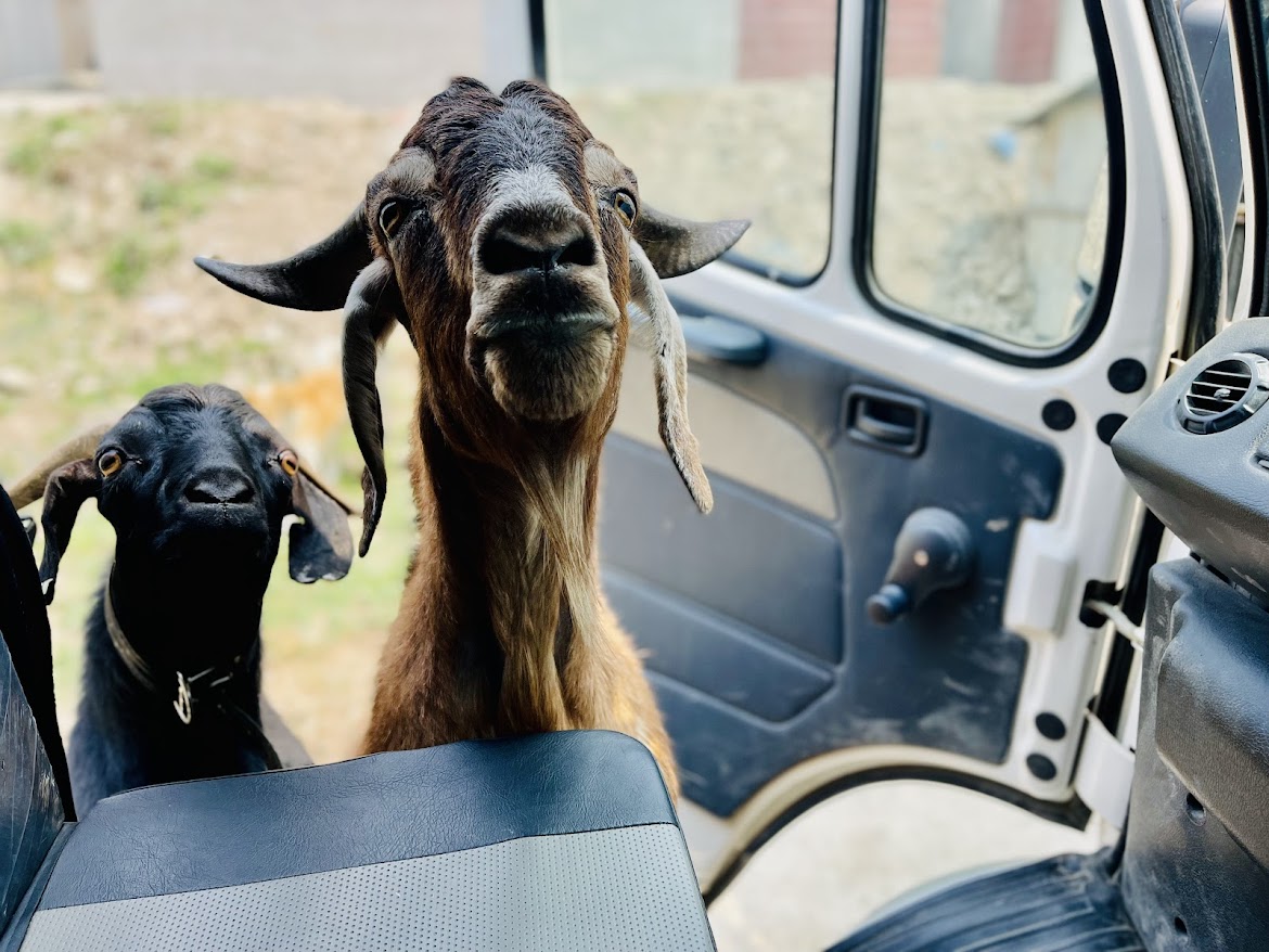 Goats