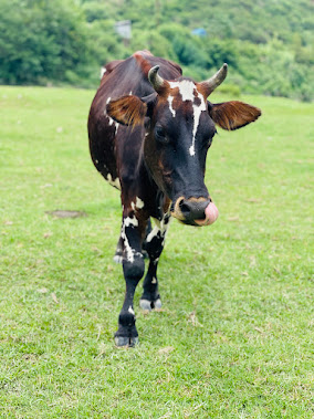 Mayalu