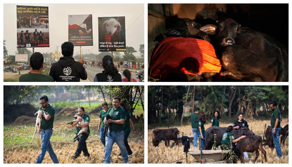 Animal Welfare Groups Condemn “Horrific Bloodbath” at Gadhimai Festival, Call for End to Mass Sacrifice