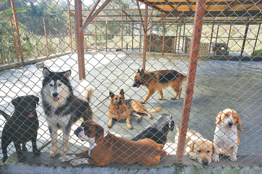 Puppy factory
