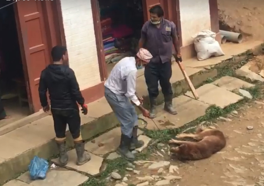 Animal rights activists protest Diktel authorities’ brutal act against dogs