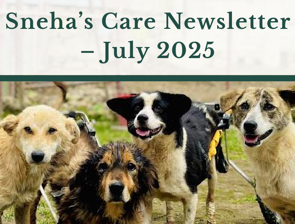 July Newsletter 2025