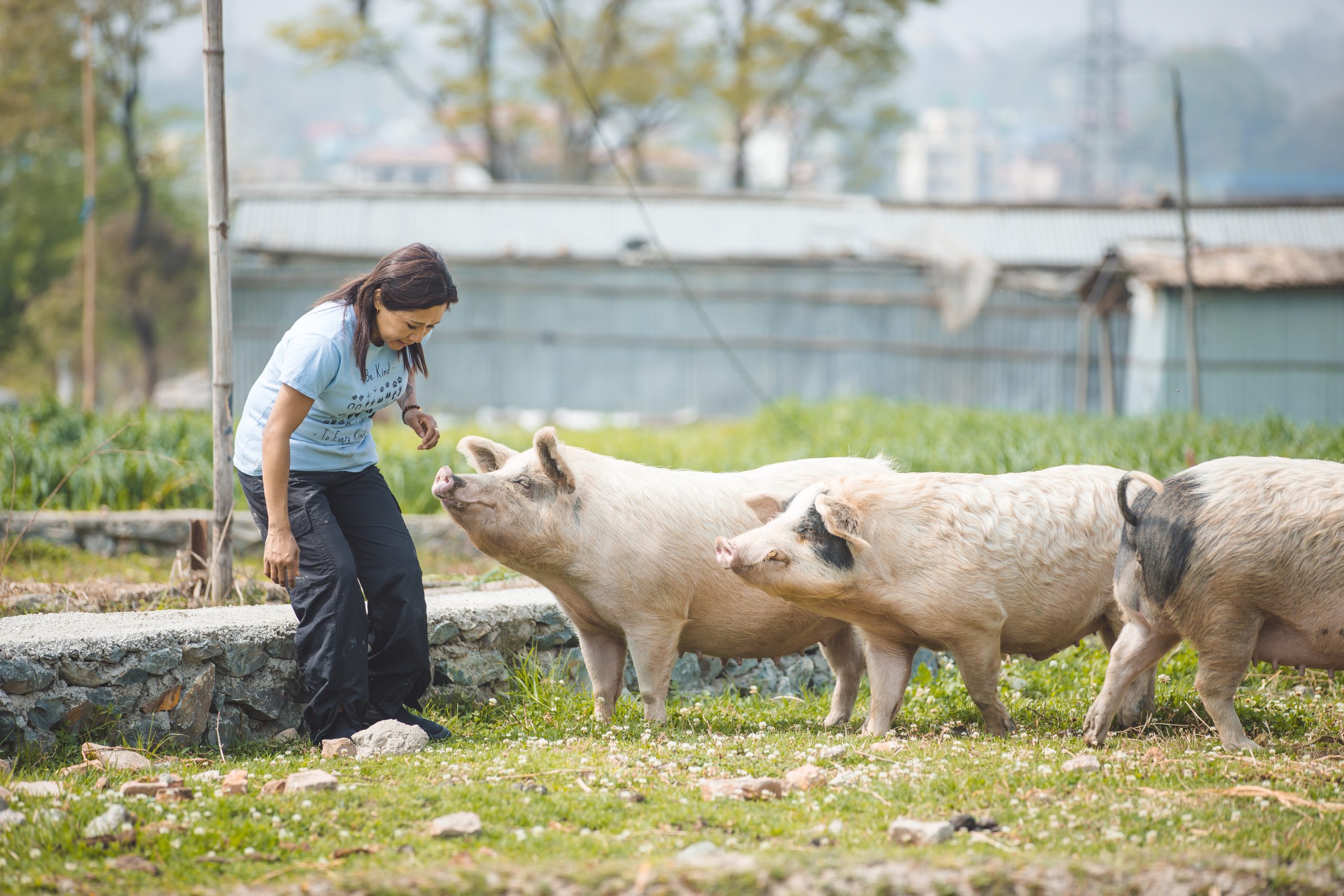 Farm Animal Welfare